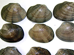 North Cove Manila clam