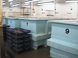 Depuration tanks
